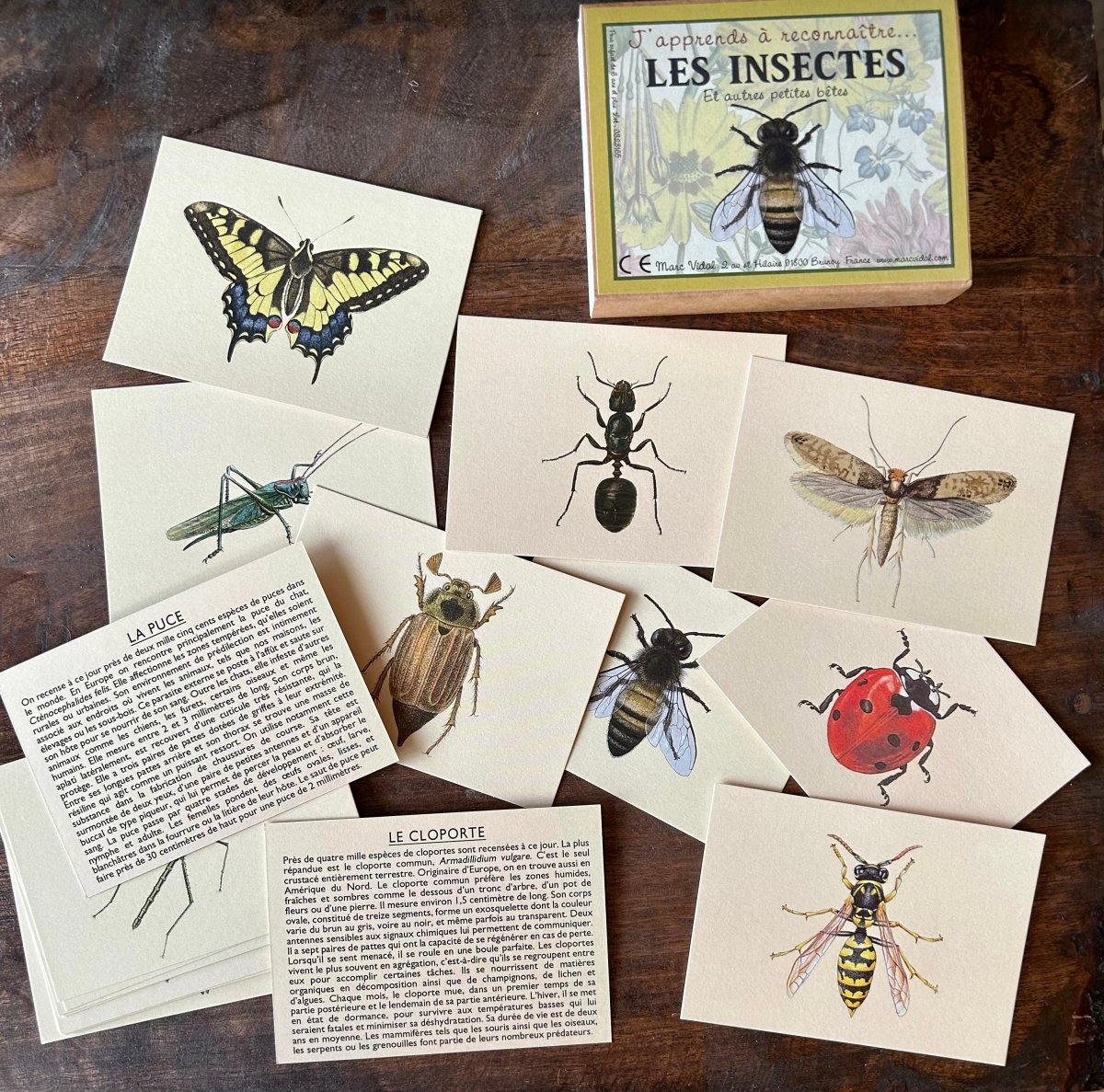 J’apprends à reconnaître les insectes - Mamie bohémeJ’apprends à reconnaître les insectes